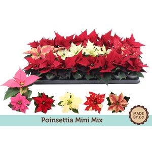 Euph. Poinsettia Mini Mix