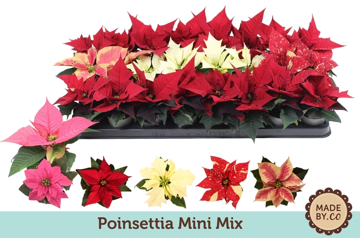 <h4>Euph. Poinsettia Mini Mix</h4>