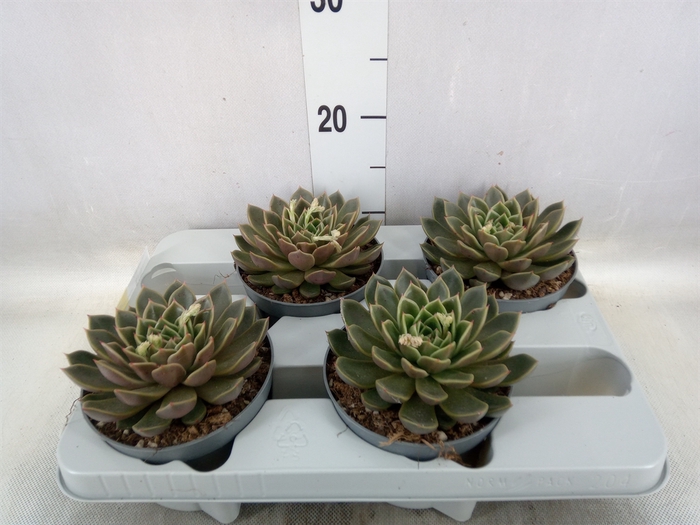 <h4>Echeveria   ...not flowering</h4>