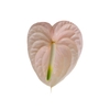 ANTHURIUM CHEERS 9/11 035 CM DIAM MIN 9 CM PESSEGO