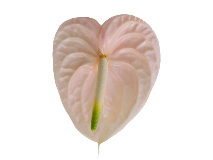 <h4>ANTHURIUM CHEERS 9/11 035 CM DIAM MIN 9 CM PESSEGO</h4>