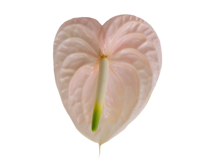 ANTHURIUM CHEERS 9/11 035 CM DIAM MIN 9 CM PESSEGO