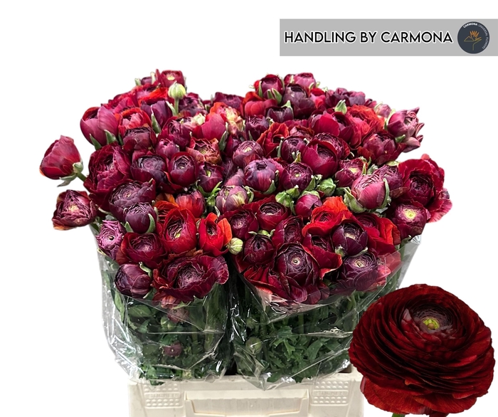 <h4>RAN EL CHOCOLATE</h4>