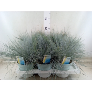 Festuca glauca 'Intens Blue'