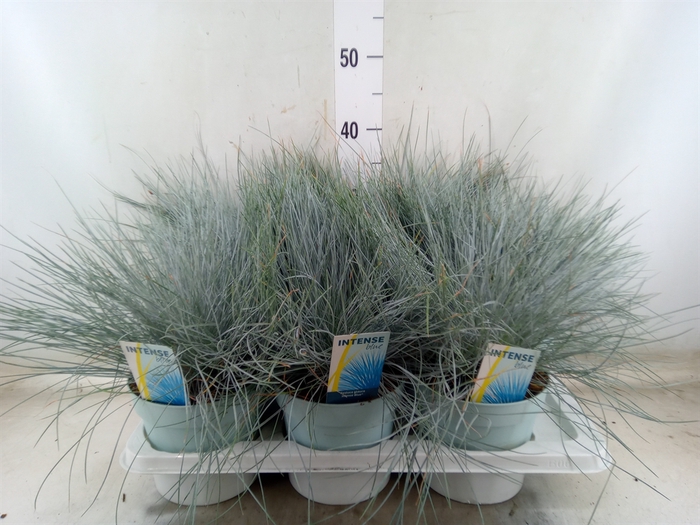 <h4>Festuca glauca 'Intens Blue'</h4>