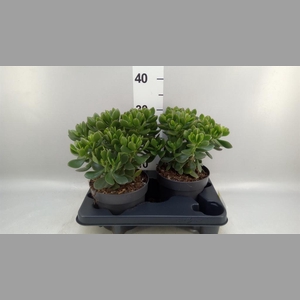 Crassula  'Minova Magic'