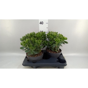 Crassula  'Minova Magic'