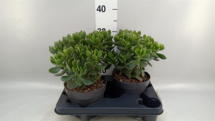 <h4>Crassula  'Minova Magic'</h4>