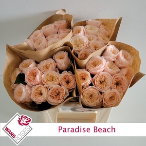 R KL PARADISE BEACH