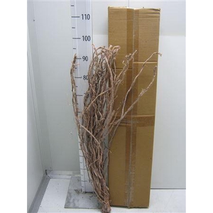 Liane Raffia Frosted