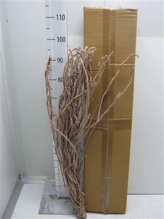 <h4>Liane Raffia Frosted</h4>