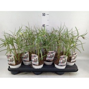 Fritillaria meleagris