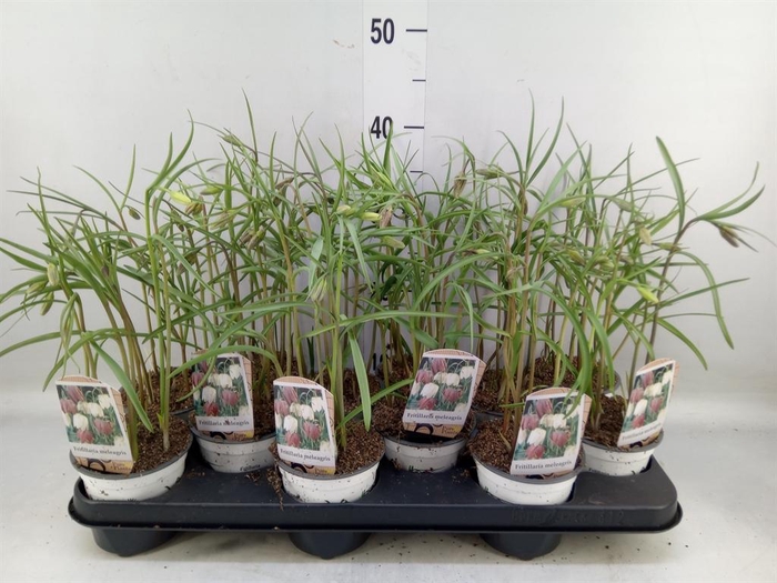 <h4>Fritillaria meleagris</h4>