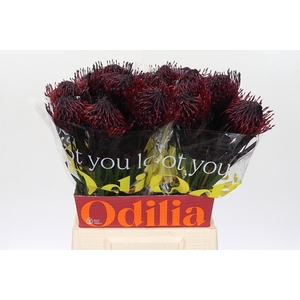 LEUCO NUTANS PAINTED AUBERGINE H%*