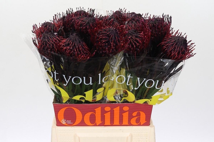 <h4>LEUCO NUTANS PAINTED AUBERGINE H%*</h4>