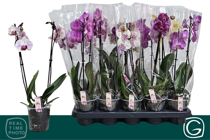 <h4>PHAL GEM 4 KL</h4>