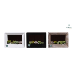 Houten schilderij met spiegel hout met Succulenten