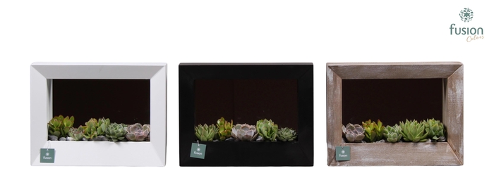 <h4>Houten schilderij met spiegel hout met Succulenten</h4>