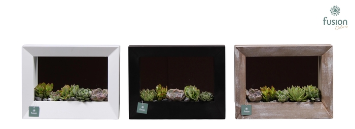 <h4>Houten schilderij met spiegel hout met Succulenten</h4>