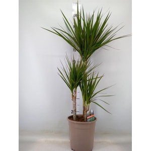 Dracaena marg.