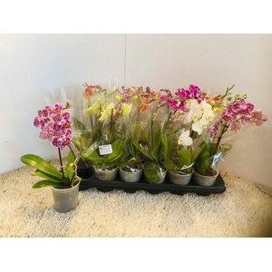 PHAL OV
