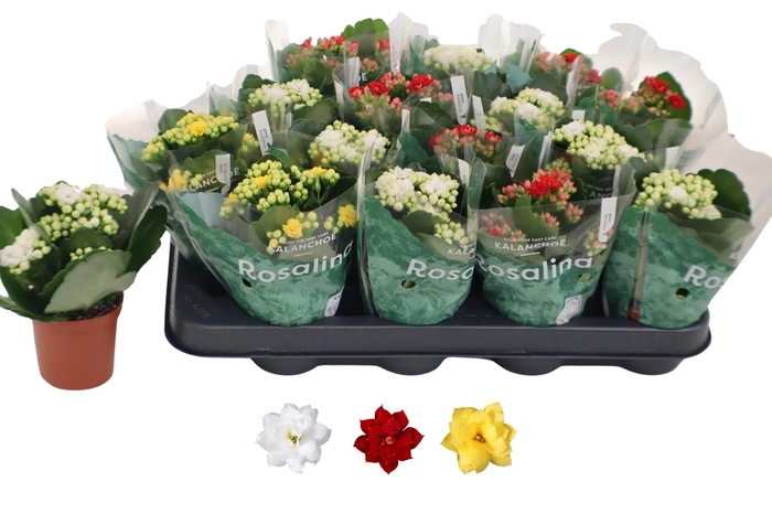 <h4>KAL GE RO GEM 3 KL</h4>