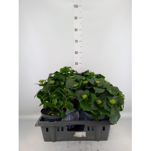 Hydrangea mac.   ...mix