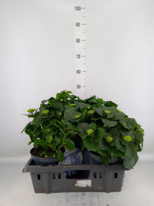 <h4>Hydrangea mac.   ...mix</h4>