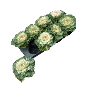 BRASSICA (SIERKOOL)
