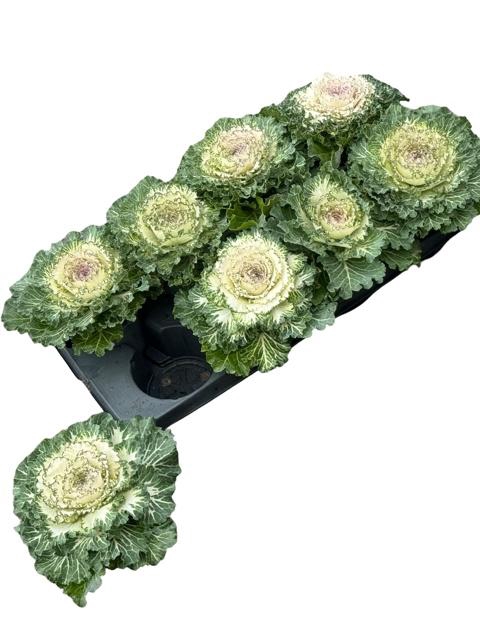 <h4>BRASSICA (SIERKOOL)</h4>