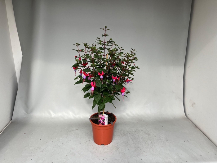 <h4>FUCHSIA B F SARAH</h4>