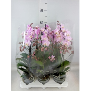 Phalaenopsis   ...rose