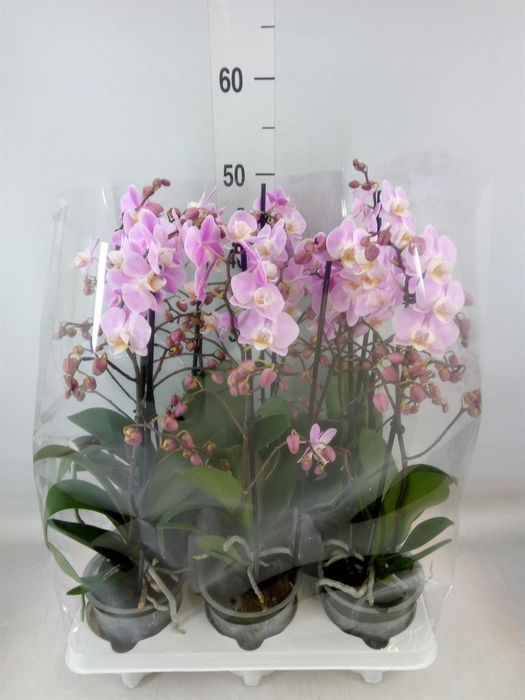 <h4>Phalaenopsis ...rose</h4>