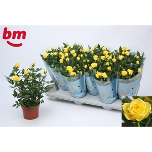 Rosa Amazing Jewel yellow 10,5Ø 25cm