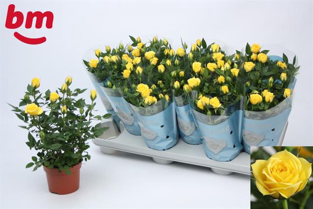 Rosa Amazing Jewel yellow 10,5Ø 25cm