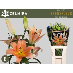 LI OT ZELMIRA