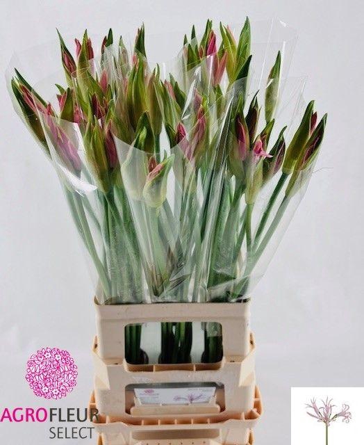 <h4>NE BO VESTA K</h4>