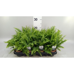 Nephrolepis exal. 'Green Lady'