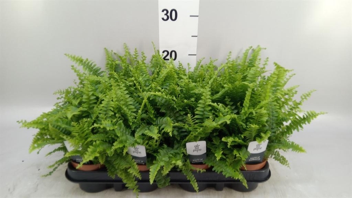 <h4>Nephrolepis exal. 'Green Lady'</h4>