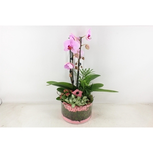 arr2 PL - Glas cilinder phal. roze