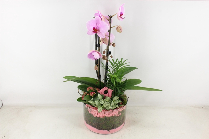 <h4>arr2 PL - Glas cilinder phal. roze</h4>