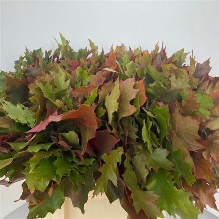 <h4>Quercus Rubra</h4>
