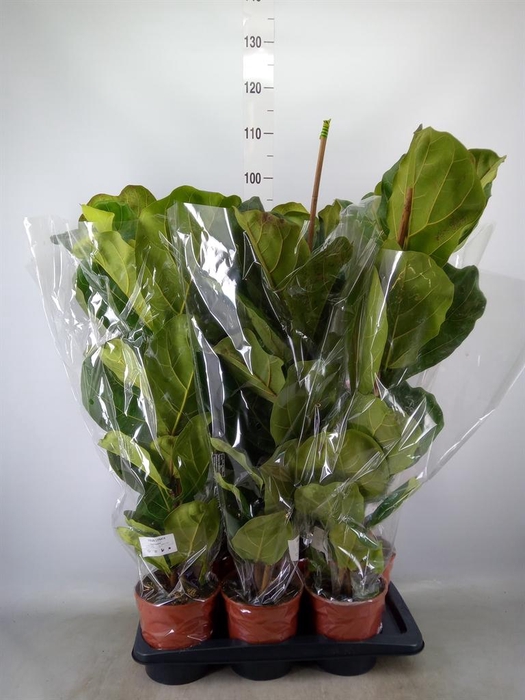 <h4>Ficus lyrata</h4>