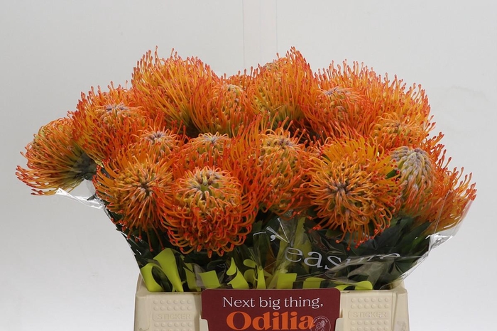 <h4>Nutans Ayoba Sun</h4>