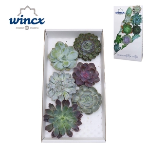 ECHEVERIA OV