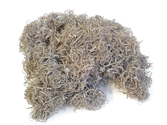 Curly moss 500gr in poly Frosted Grey