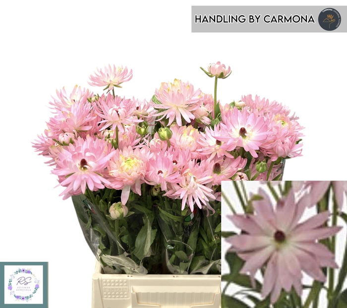 <h4>RAN N MODERNA VENUS</h4>