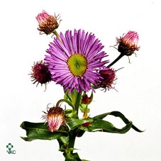 ERIGERON