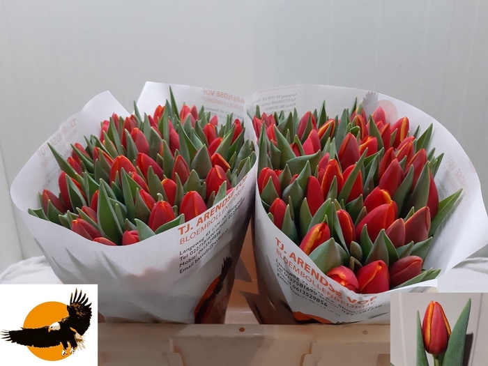 <h4>TU EN BODY BUILDER</h4>