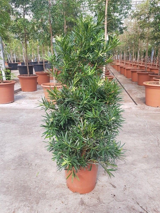 <h4>Podocarpus macrophylla</h4>
